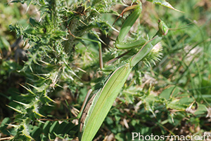 Mantis religiosa